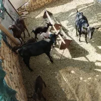 فروش چند راس بز مور سیاه|حیوانات مزرعه|بختگان, |دیوار