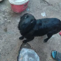 فروشی|سگ|بجنورد, |دیوار