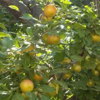 فروش باغچه در رویان