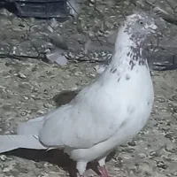 کفتر