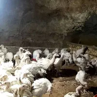 بوقلمون بیوتی نر