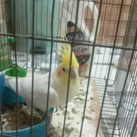 عروس هلندی نر جوان