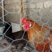 خروس جوان|حیوانات مزرعه|حمیدیا, |دیوار