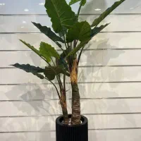 درختچه بزرگ کنار سالنی