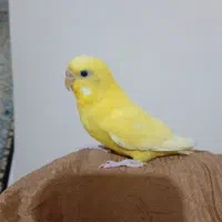 مرغ عشق دست آموز|پرنده|قزوین, |دیوار