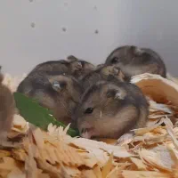 همستر کمپل|موش و خرگوش|رشت, نخودچر|دیوار