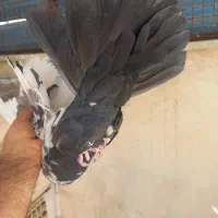 کفتر|حیوانات|شیراز, قلعه شاهزاده بیگم|دیوار