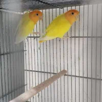 کوتوله اپال مولد