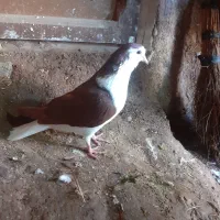 کبوتر