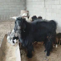 دوبور درجه یک نژاد دار به شرط