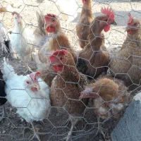 مرغ|حیوانات مزرعه|سمنان, |دیوار