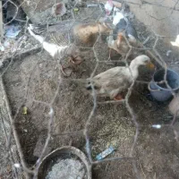 قو قاز نر و غاز محلی ماده و یک عدد اردک نر رایگان|حیوانات مزرعه|هریس, |دیوار