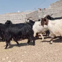 بز آبستن داشتی|حیوانات مزرعه|بهبهان, |دیوار