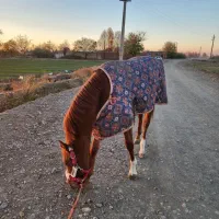 اسب یکسر خارجی