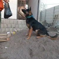 سگ گرگی ژرمن۱۳ ماهه نر جهت معاوضه|سگ|بندر انزلی, پیل علی باغ|دیوار