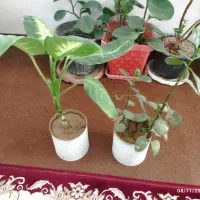 فروش گل های طبیعی|گل و گیاه طبیعی|شهرکرد, |دیوار