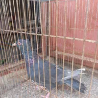 کفتر|پرنده|زرند, |دیوار