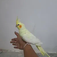 عروس هلندی