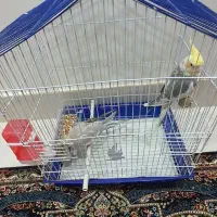 عروس هلندی|پرنده|بندرعباس, |دیوار