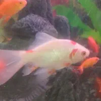 ماهی قرمز سه بند تا کف دست|ماهی|نسیم‌شهر, |دیوار