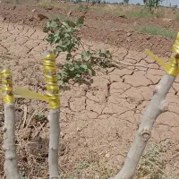 پیوند دقیق و تضمینی پسته