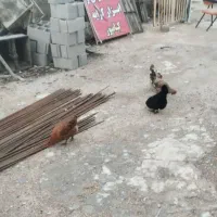فروش دوتا مرغ و یدونه خروس