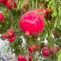 انار ، انار کوهدشت ، انار تنگ سیاب