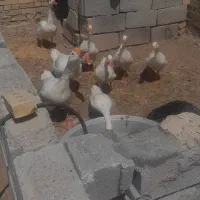 فروش غاز قو ومحلی|حیوانات مزرعه|بستان آباد, |دیوار