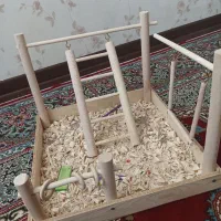 سرگرمی پرنده