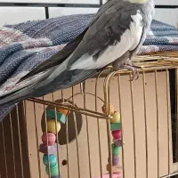 عروس هلندی گمشده