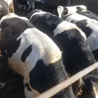 گوساله سیمینتال کشتاری درجه یک