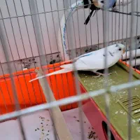 مرغ عشق|پرنده|کرج, اصفهانیها|دیوار