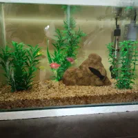 آکواریوم کوچک|ماهی|گرگان, |دیوار