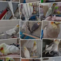 فروش لوازمات پرنده