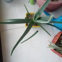 گل وگیاه