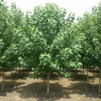 نهال نیگرا ترکیه با ریشه سالم و رشد تضمینی