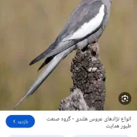 عروس هلندی گم شده