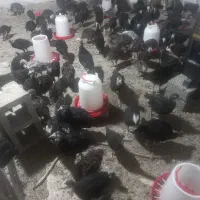 جوجه بوقلمون برنز ۶۰ روزه