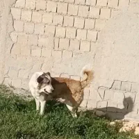 واگذاری سگ گله ای درشت