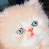 معاوضه عروسی هلندی با گربه