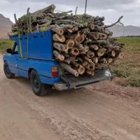 خریدار انواع چوب|خدمات باغبانی و درختکاری|نهاوند, |دیوار