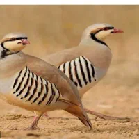 ک.ک بلدرچین