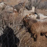 با سلان تعدادی بره نر|حیوانات مزرعه|خرامه, |دیوار