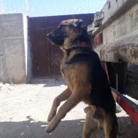 سگ ژرمن|سگ|کرمان, |دیوار