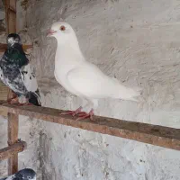 کبوتر|پرنده|قشم, |دیوار