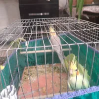 یک جفت عروس