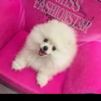 توله سگ88روزه پامر با اصالت و تضمین زیبا ترین رنگ|سگ|مشهد, اقبال|دیوار