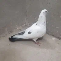 کبوتر گرفتنی