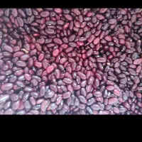 حبوبات خشکبار|خوردنی و آشامیدنی|فشاپویه, |دیوار