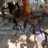 مرغ و خروس|حیوانات مزرعه|جیرفت, |دیوار